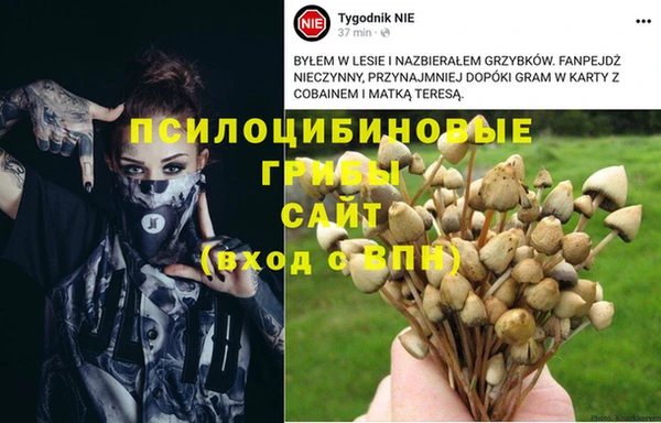 гашик Алексин
